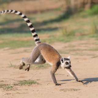 Anja - Running ring-tailed lemur
